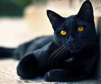 Gato negro