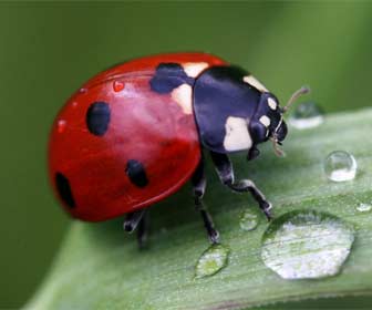 Mariquita posada en unas hojas con gotas de agua