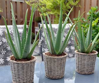 Aloe Vera