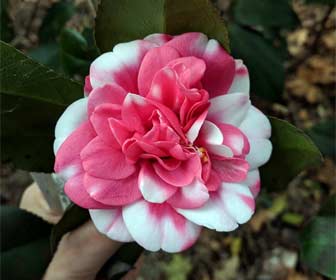 Camelia