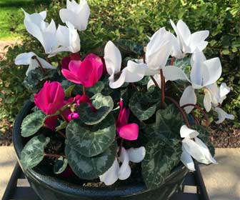 Cyclamen