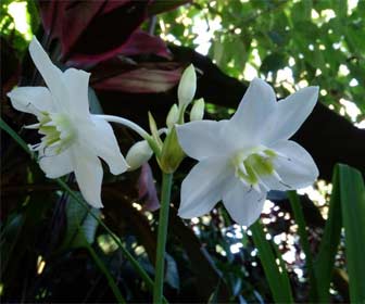 Eucharis - Lirio del Amazonas