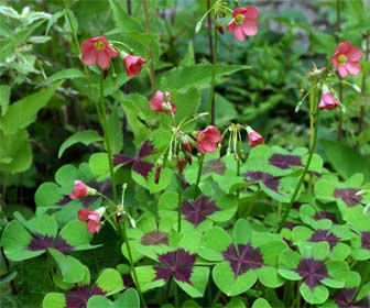 Oxalis