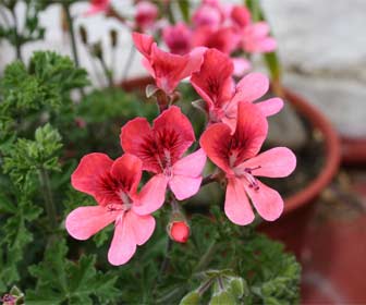 Pelargonium - Geranio