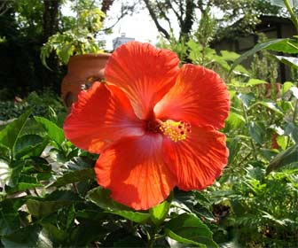 Rosa china - Hibisco