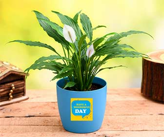 Spathiphyllum
