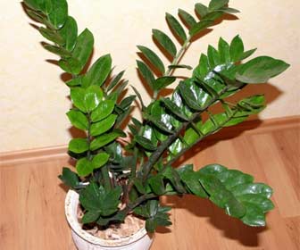 Zamioculcas Zamiifolia