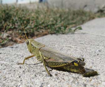 Saltamontes smbolo de la suerte